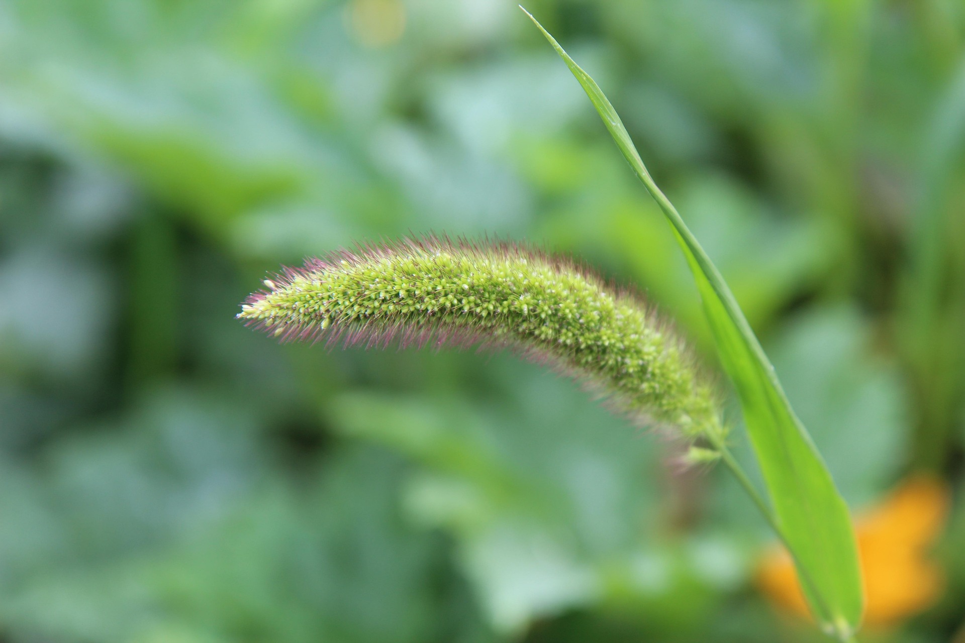 Premium Heritage Millet Sourcing